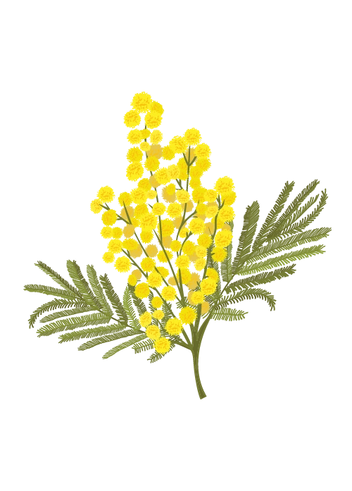 mimosa-1.webp